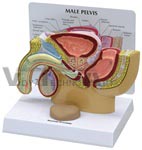 Male Pelvis Model cross section with Prostate